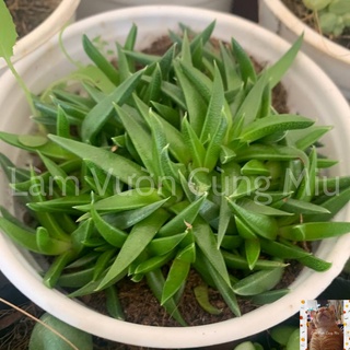 Sen Đá Cỏ Ngọc 🌿🌿🌿 Size Bầu - Trung
