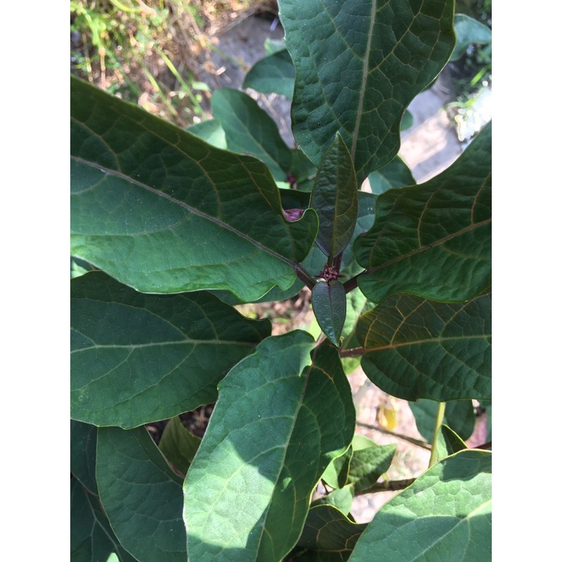 Cây hoa pháo bông