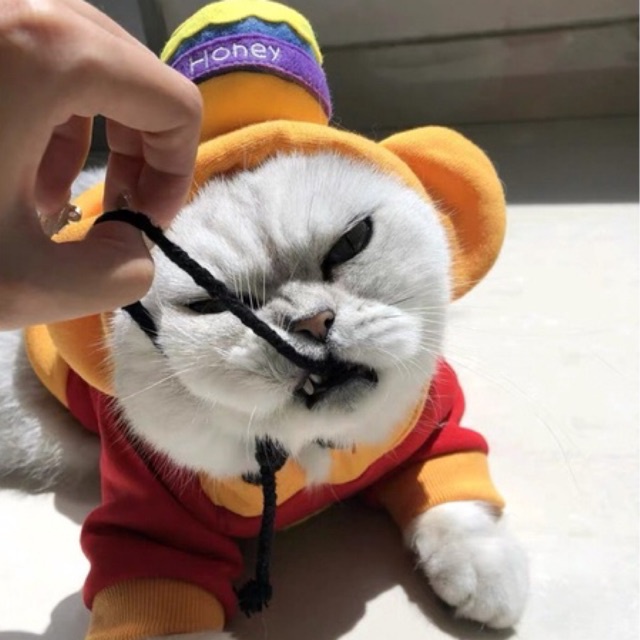 Áo nỉ hoodie cho chó mèo có mũ honey