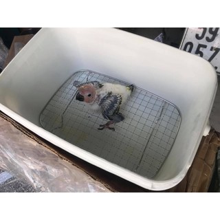 Thùng xách nuôi vẹt con