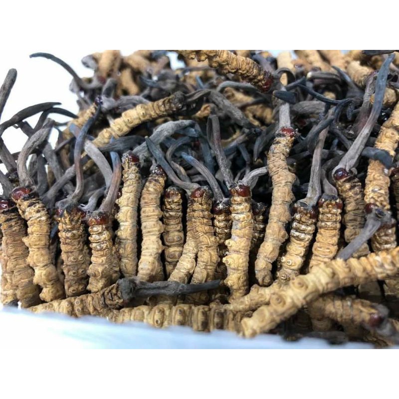 Đông trùng hạ thảo Bhutan nguyên con loại C