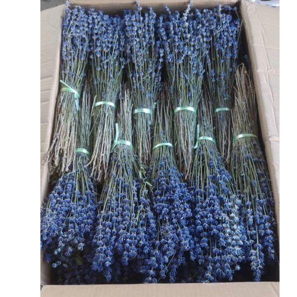 Bó hoa Oải Hương - Lavender khô 100g