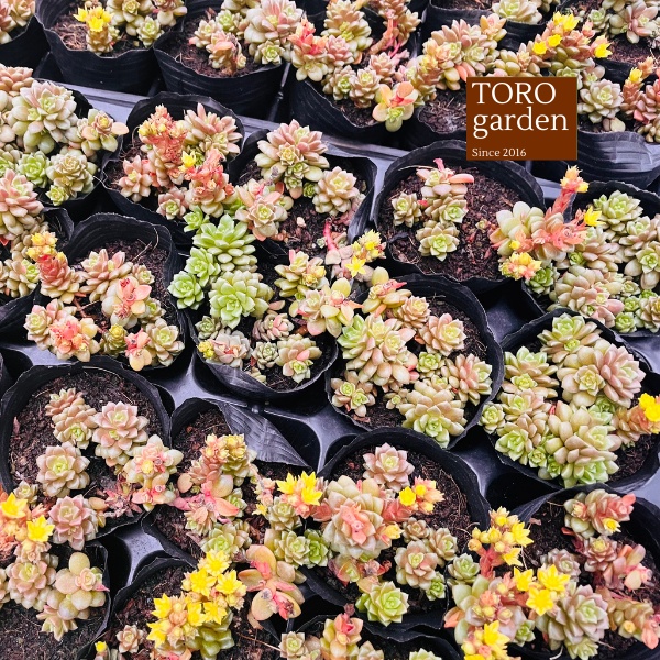 Sen đá little gem Đà Lạt size bé cây cảnh trang trí nhà cửa Toro garden