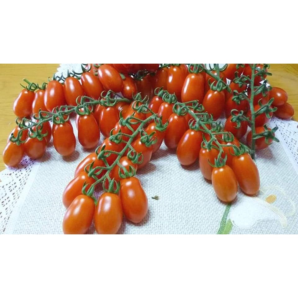 1 Cây Cà CHUA CHERRY ĐỎ 10-20CM -Ship 30 phut có.200k tặng 0.5l dịch trùn KHO QUẬN 11,7,9,THỦ ĐỨC VÀ PHÚ NHUẬN