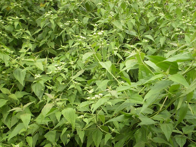 100g cỏ Lào  tươi