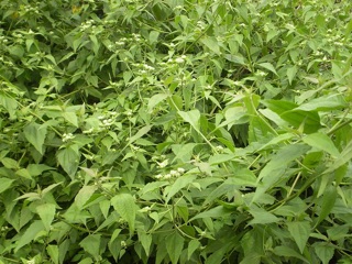 1kg cỏ Lào (cây cộng sản) tươi