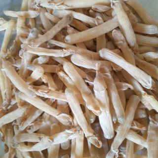 Sá sùng cô tô( quảng ninh) 200g