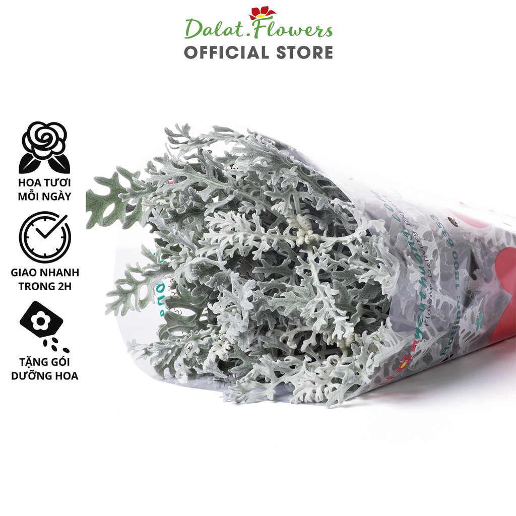 Lá Ren Bạc Cắm Hoa (5 cành) - Dalat.flowers