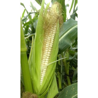100G - Hạt Giống Bắp Nếp Nù