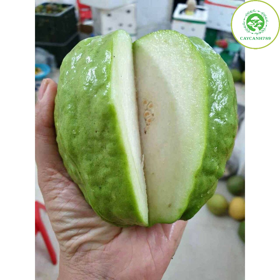 Cây ổi lê đài loan cao 70-80 cm