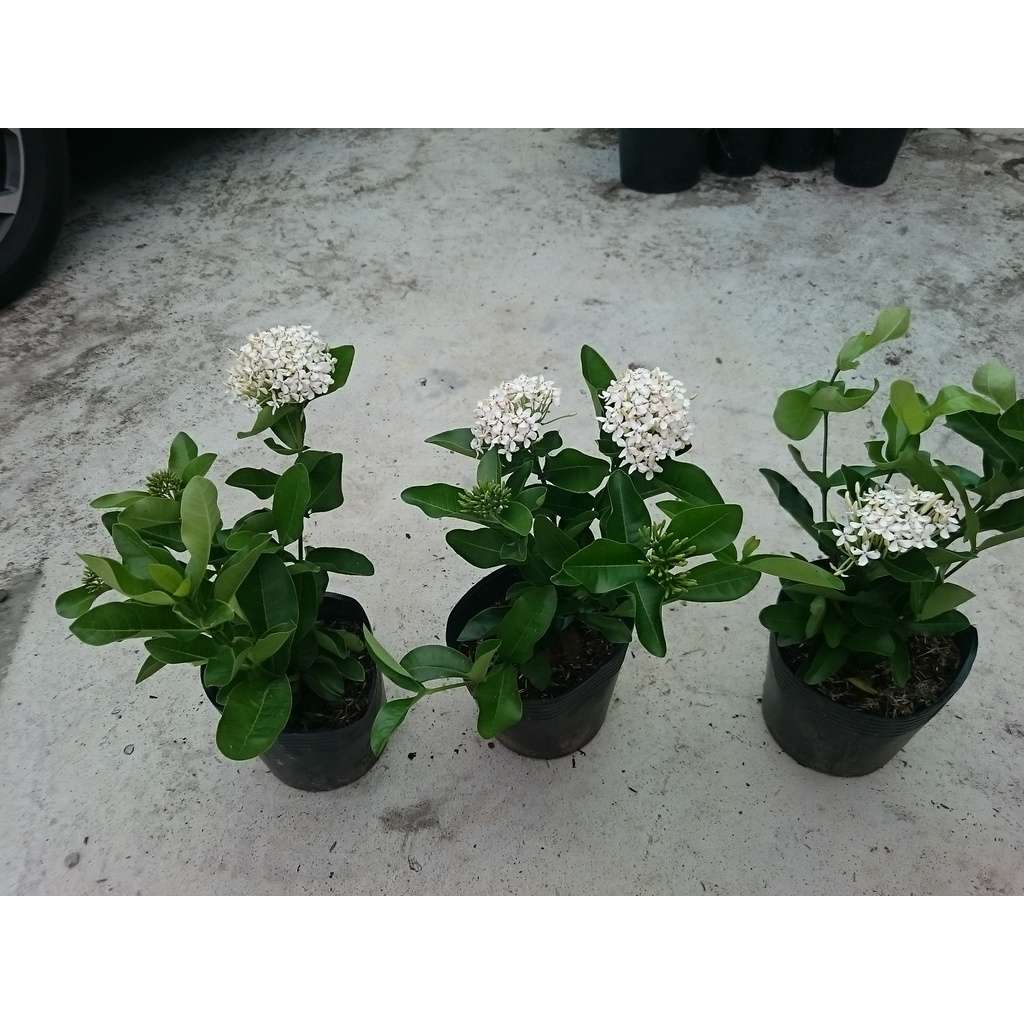 Cây Mẫu Đơn Trắng  - cây bông trang trắng - caykiengsadec