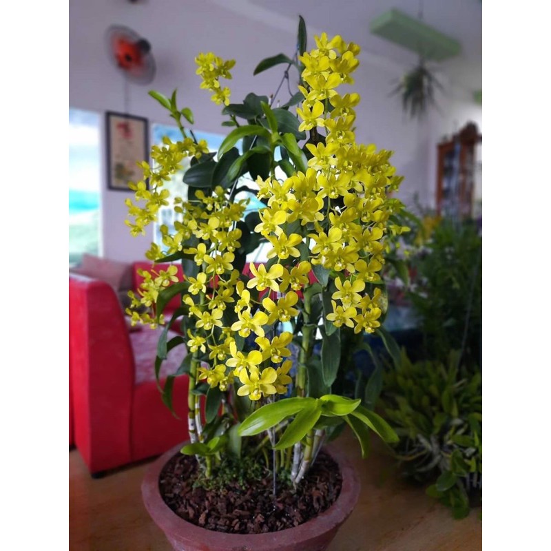 DENRO VÀNG CHANH | XANH CỐM HUYỀN THOẠI HÀNG SẴN NỤ