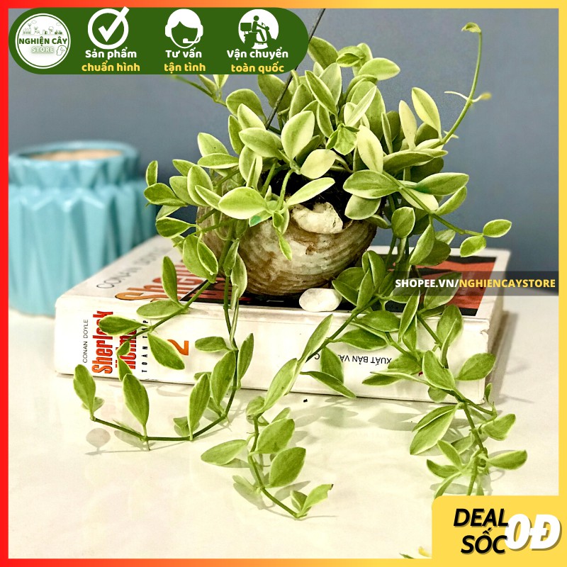Cây Lan hạt dưa vỏ ôc treo ban công, cửa sổ xanh mát, may mắn