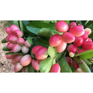 100 Hạt giống cây siro