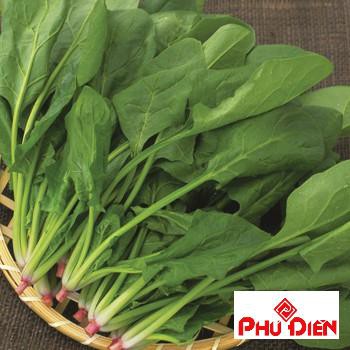 Gói 10gr hạt giống rau chân Vịt cải bó xôi  PHÚ ĐIỀN
