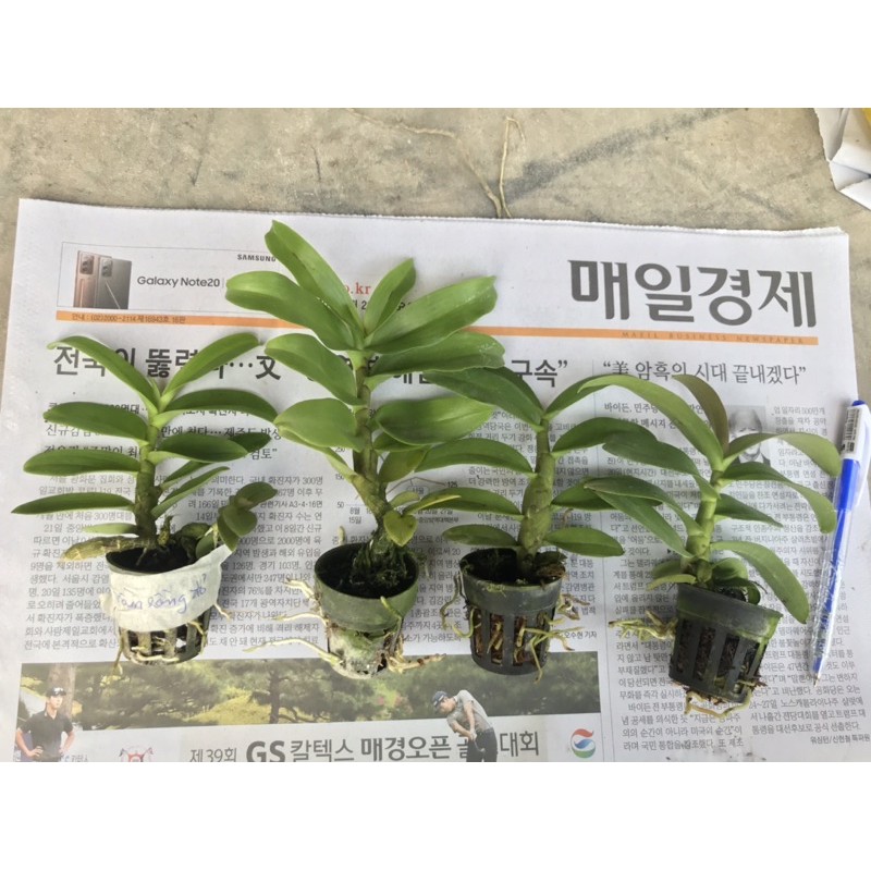 Trầm rồng đỏ cây giống