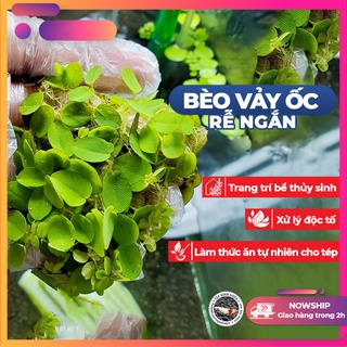 [CHỈ NÊN MUA KHI Ở MIỀN BẮC] Cây thủy sinh - Bèo Vảy Ốc (Rễ Ngắn) (Trang trí hồ cá, bể thủy sinh, giữ độ PH cho nước)