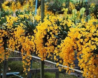 Lan vẩy rồng
