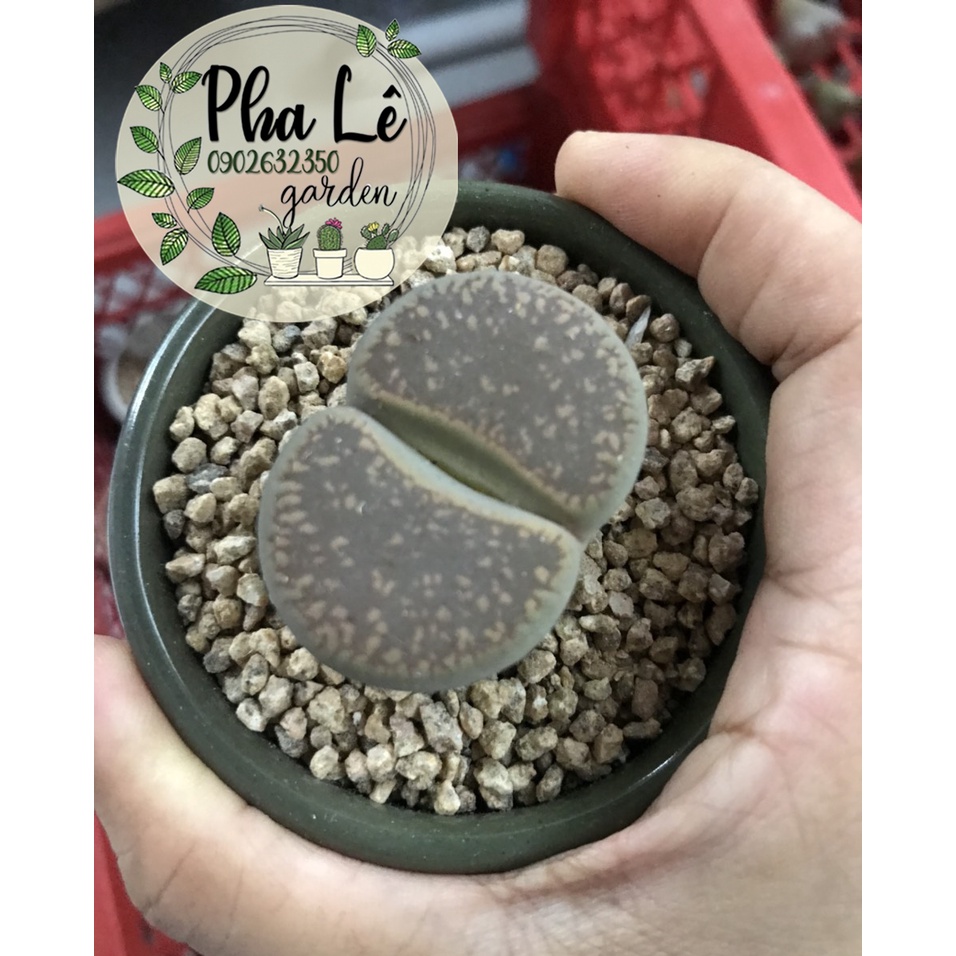 lithops siêu khỏe, siêu to 3-4cm, giá tại vườn/ sen mông