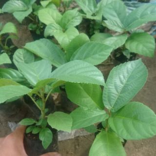 Cây vả giống