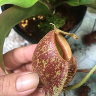 Cây nắp ấm/cây bắt mồi