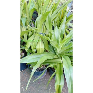 Cây Đại Tướng Quân Cao 1m (chỉ giao hoả tốc)