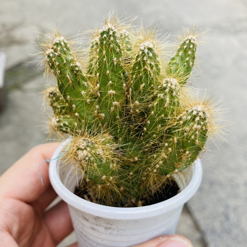 XƯƠNG RỒNG VẠN LÝ GAI VÀNG