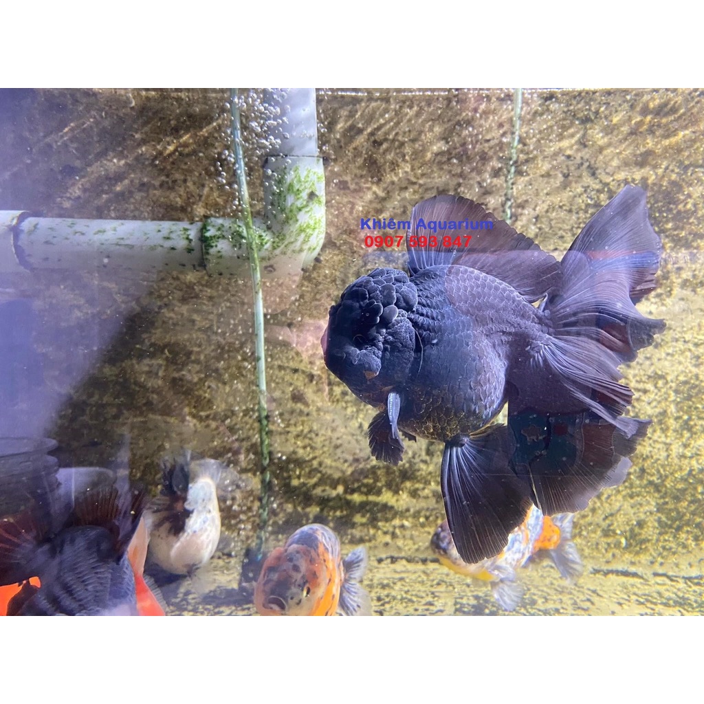 Cám cá vàng ranchu Bessn ord 540g thức ăn dạng nổi giúp tăng màu, tăng body, căng kì, cờ chuyên oranda.