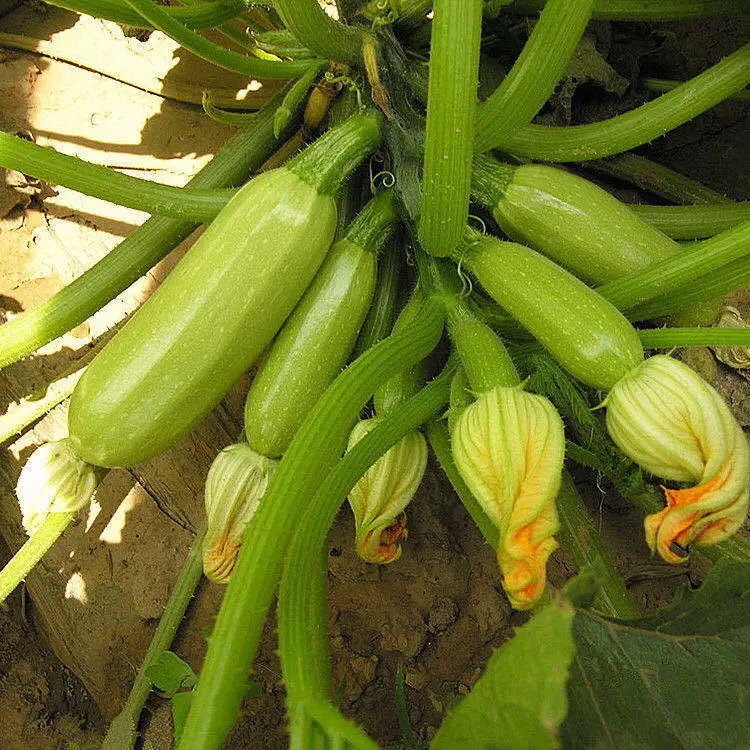Hạt giống bí ngòi xanh cao sản - 15 hạt, nhiều quả to đều SeedLand