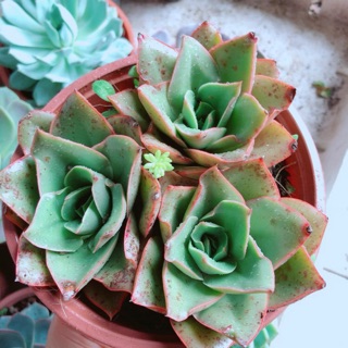 Chậu sen đá hoa hồng đen