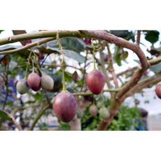 Hạt Giống Cà Chua Thân Gỗ - 20 Hạt - HÀNG CÔNG TY