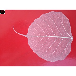 Xương lá bồ đề size to