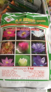 HẠT GIỐNG SEN MINI NHẬT