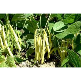 Gói 20GR hạt giống Đậu Cove Vàng Dạng Bụi (Hạt trắng)