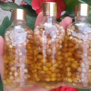 Tinh dầu tràm ngâm củ Nén