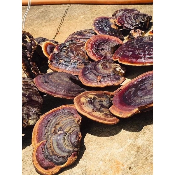 Nấm Linh Chi Đỏ Rừng Tự Nhiên 100% | Thế Giới Skin Care