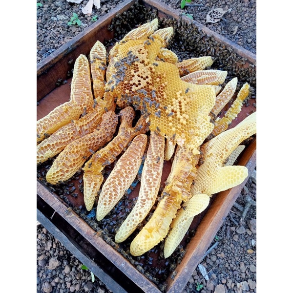 1kg mật ong nguyên tổ loại 1