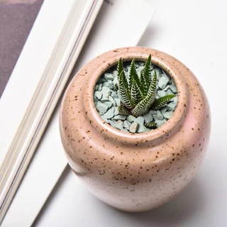 SEN ĐÁ MÓNG RỒNG NHỎ