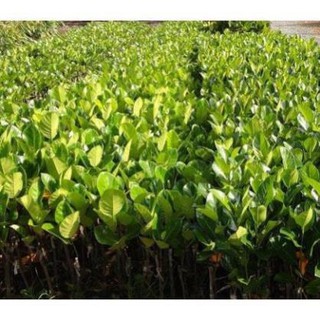CÂY GIỐNG MÍT KHÔNG HẠT