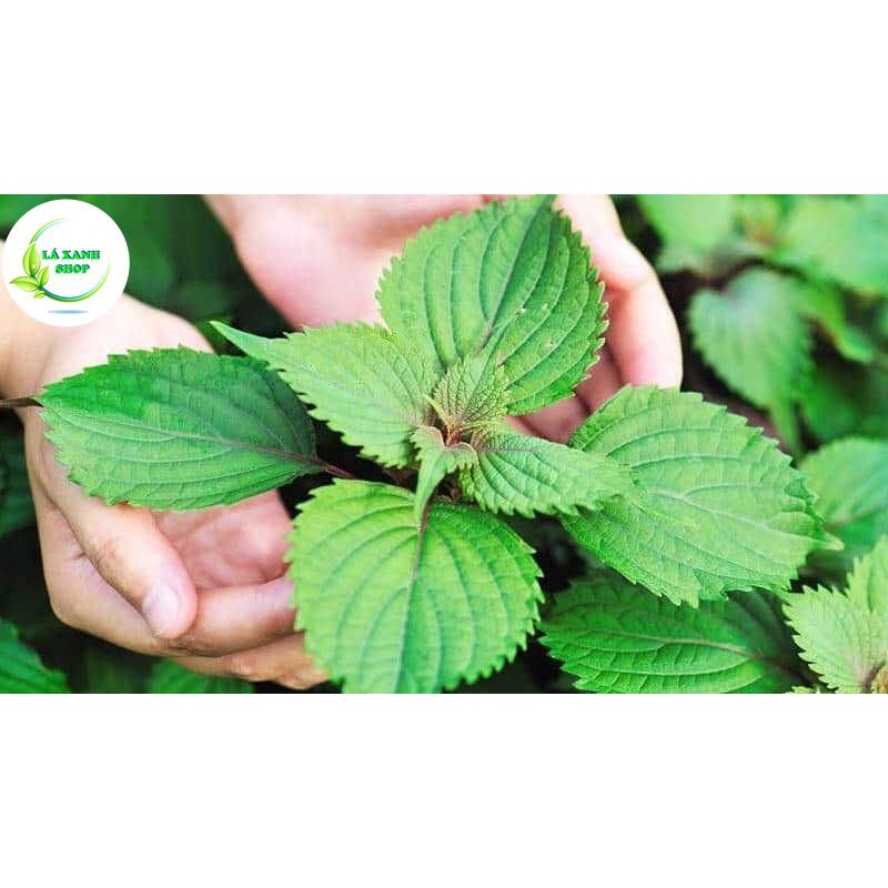 Hạt giống Rau Kinh Giới Dễ Chăm Sóc, Trồng Được Quanh Năm (gói 1 gram) - Hạt Giống Rạng Đông