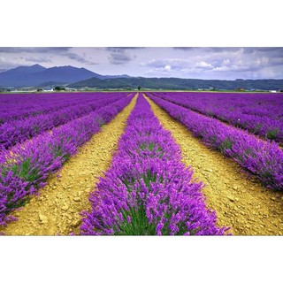 Gói 50 hạt giống hoa oải hương, lavender tím, tặng kích mầm