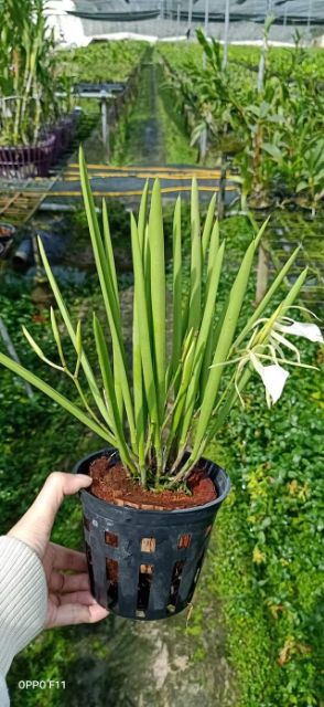 Lan Brass nữ hoàng bóng đêm đang hoa