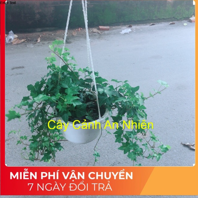 Chậu Cây Thường Xuân