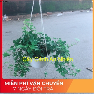 Chậu Cây Thường Xuân