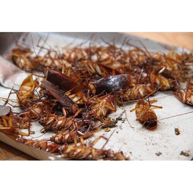 Chế phẩm sinh học diệt kiến gián hiệu quả Ant-Bio 20ml (chai thủy tinh)