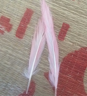 Lông vũ trang trí