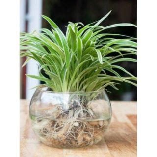 Cây cỏ lan chi lá ngắn - cây phong thủy ( bầu đất)