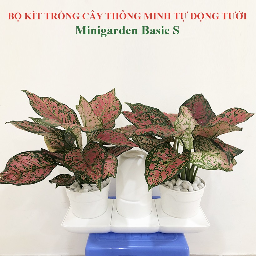 Bộ Chậu Trồng Cây Để Bàn Thông Minh Tự Động Tưới Minigarden Basic S - Phong Cách Châu Âu, BH 10 năm