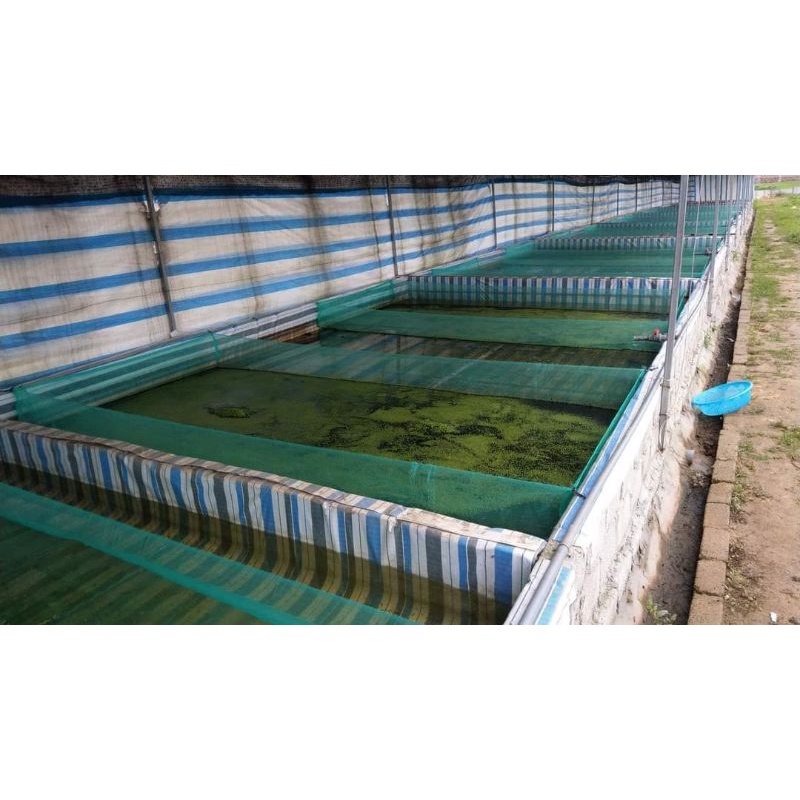 Tráng vèo lưới ươm ốc nhồi mới nở - 2x1x1