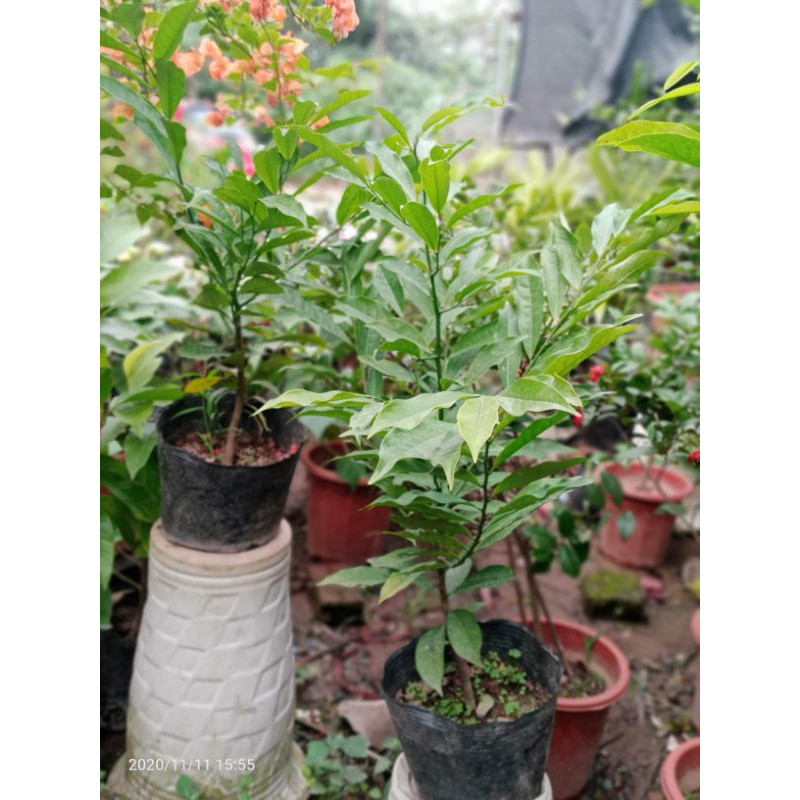 CÂY HOA MÓNG RỒNG HOA THƠM
